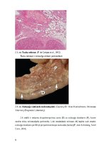 Referāts 'Kaķu pankreatīts', 9.