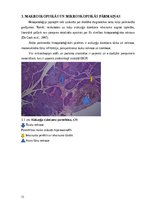 Referāts 'Kaķu pankreatīts', 11.