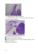Referāts 'Kaķu pankreatīts', 12.