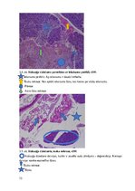 Referāts 'Kaķu pankreatīts', 13.
