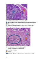 Referāts 'Kaķu pankreatīts', 14.