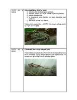 Referāts 'Abinieki', 4.