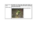 Referāts 'Abinieki', 5.