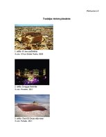 Konspekts 'Tunisijas tūrisma piedāvājums un problēmas', 3.