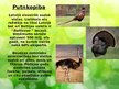 Prezentācija 'Lopkopība', 7.