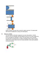 Konspekts 'Atbildes par medicīnas fiziku', 29.
