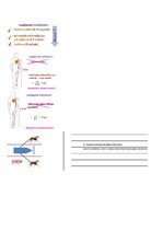 Konspekts 'Atbildes par medicīnas fiziku', 31.