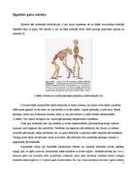 Referāts 'Bipedālās gaitas attīstība', 5.