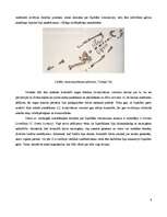 Referāts 'Bipedālās gaitas attīstība', 6.