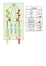 Konspekts 'Komandu stafete', 1.