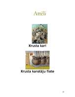 Referāts 'Krusta kari', 23.