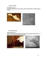 Referāts 'Leonardo da Vinči mehānismi', 14.