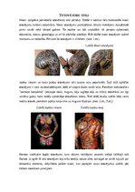 Referāts 'Tetovēšana– ierakstīta māksla ādā', 10.