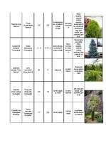 Konspekts 'Lapu kokaugi', 4.