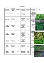 Konspekts 'Lapu kokaugi', 7.