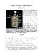 Konspekts 'Maizes rauga sagatavošanas process', 1.