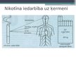 Prezentācija 'Nikotīns un kofeīns', 6.