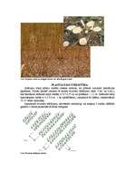 Referāts 'Kurināmās koksnes ieguves tehnoloģijas', 3.