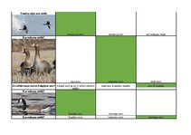 Konspekts 'Mednieku eksāmena biļetes ar pareizām atbildēm', 60.