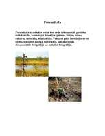 Konspekts 'Lietišķā māksla', 2.