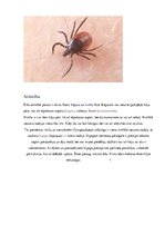 Konspekts 'Ērces un to pārnēsātās slimības', 3.