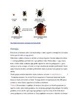 Konspekts 'Ērces un to pārnēsātās slimības', 4.