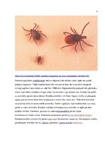 Konspekts 'Ērces un to pārnēsātās slimības', 7.