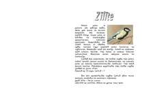 Referāts 'Zīlīte', 5.