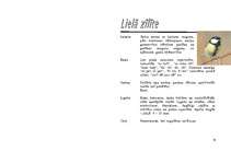 Referāts 'Zīlīte', 7.