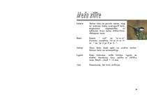 Referāts 'Zīlīte', 11.