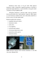 Referāts 'Keratokonuss un kontaktlēcas', 6.