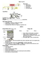 Konspekts 'Sēņu valsts', 1.