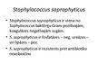 Prezentācija 'Staphylococcus saprophyticus baktērijas', 2.