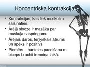 Konspekts 'Skeleta muskuļu kontrakcijas režīmi', 7.