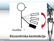 Konspekts 'Skeleta muskuļu kontrakcijas režīmi', 10.