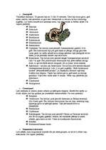 Referāts 'Dinozauri', 5.