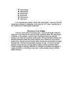 Referāts 'Dinozauri', 8.