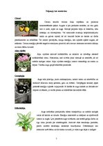 Referāts 'Telpaugu nozīme viesmīlības atmosfēras radīšanā', 7.