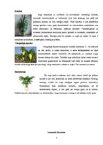 Referāts 'Telpaugu nozīme viesmīlības atmosfēras radīšanā', 8.