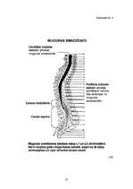 Referāts 'Mugursomu svara ietekme uz skolēna veselību un stāju', 35.