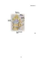 Referāts 'Mugursomu svara ietekme uz skolēna veselību un stāju', 36.