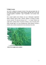 Referāts 'Sūkļi', 7.