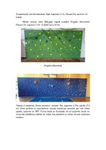 Prezentācija 'Kāpšanas sports skolās', 6.