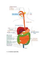 Referāts 'Funkcionālie gremošanas sistēmas traucējumi pusaudžu vecumā', 42.