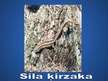 Prezentācija 'Dzīvnieku aizsardzība Latvijā', 16.