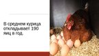Prezentācija '20 интересных фактов о животных', 7.
