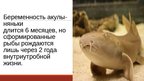 Prezentācija '20 интересных фактов о животных', 8.