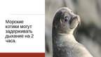 Prezentācija '20 интересных фактов о животных', 13.
