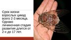 Prezentācija '20 интересных фактов о животных', 16.