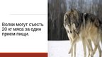 Prezentācija '20 интересных фактов о животных', 17.